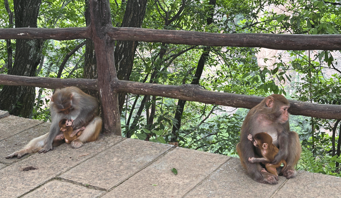 CTH DE cchizh Reisebericht_  Affen in Zhangjiajie