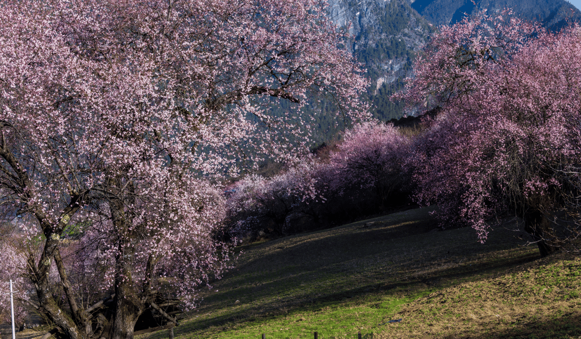 Nyingchi Tibet Kirschblüte