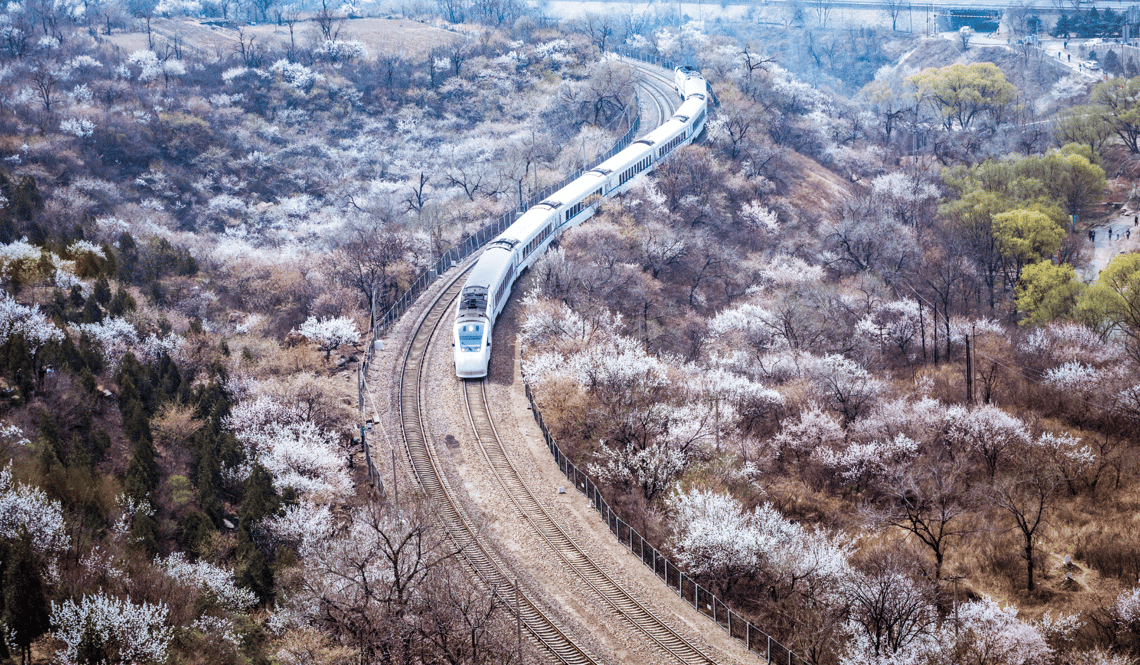 Sakura and Train Beijing