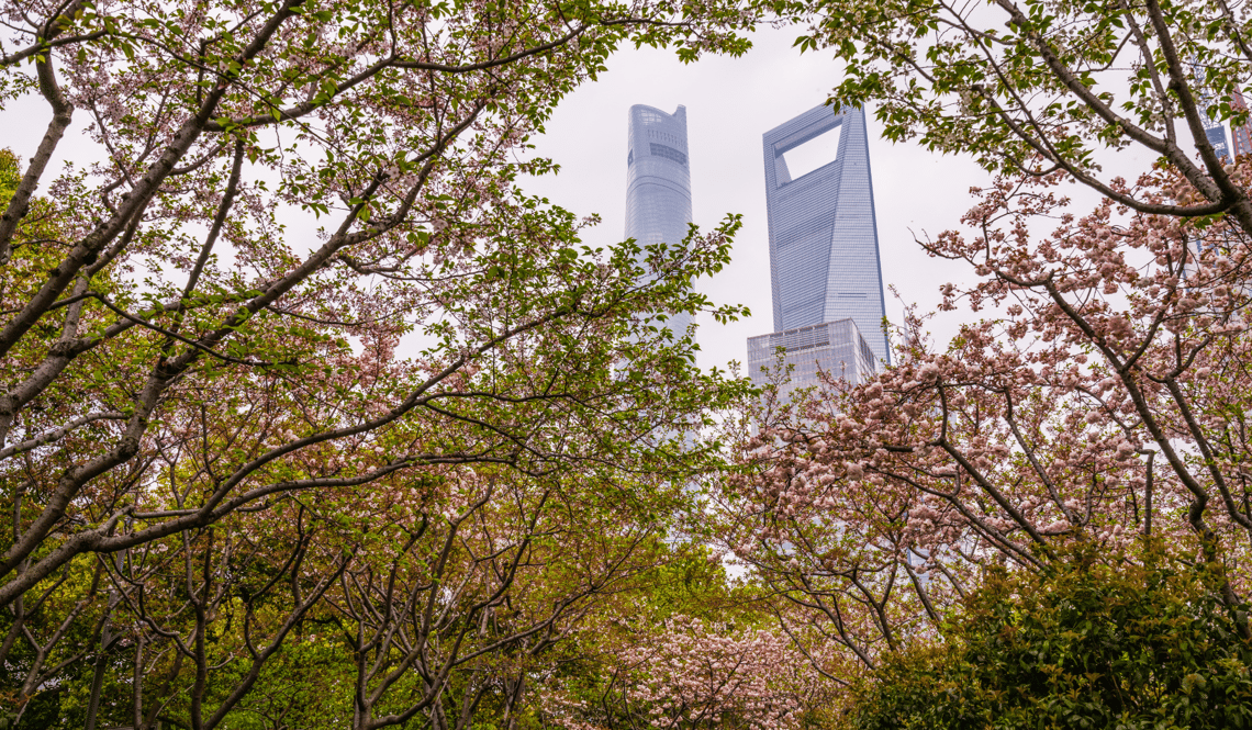 Shanghai Kirschblüte