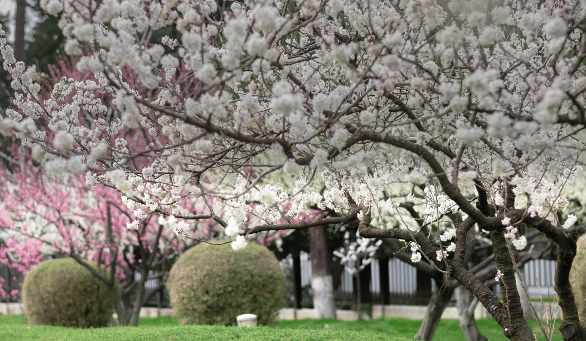 Wuhan Kirschblüte