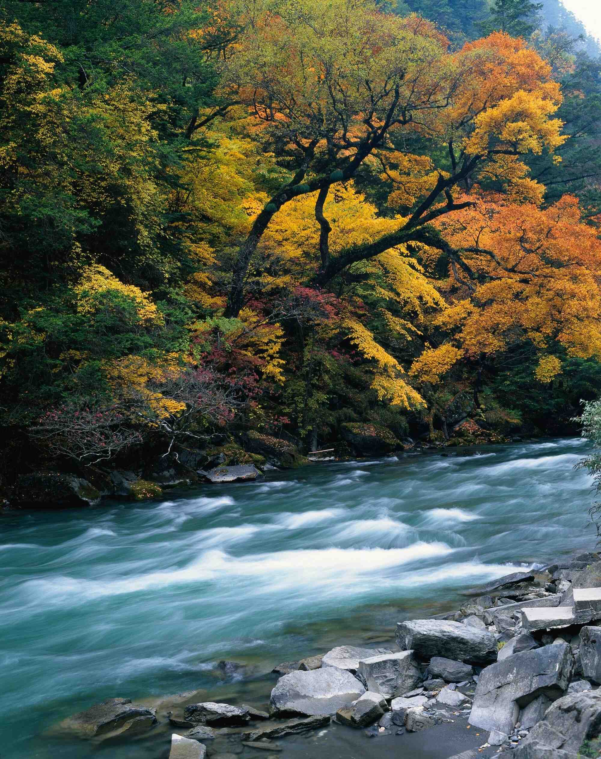 Fluss im Herbst, Jiuzhaigou Nationalpark, Sichuan, China