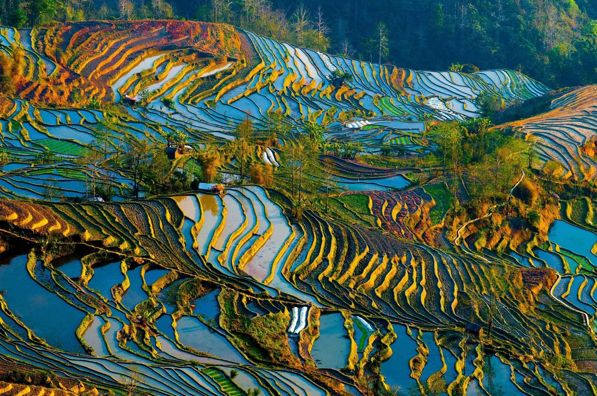 Die chinesischen Dynastien: Nassreisanbau