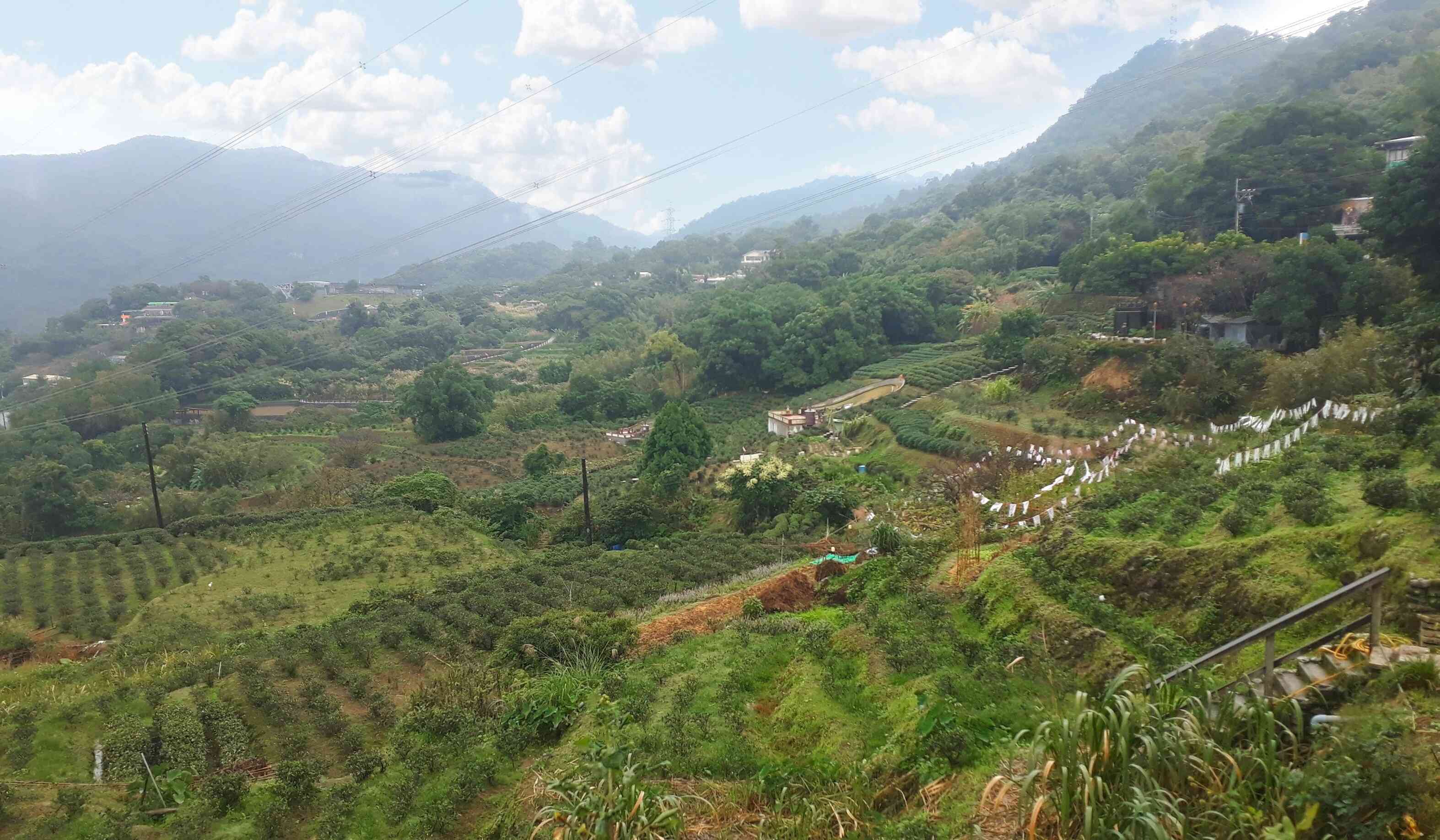 taipei maokong tea field