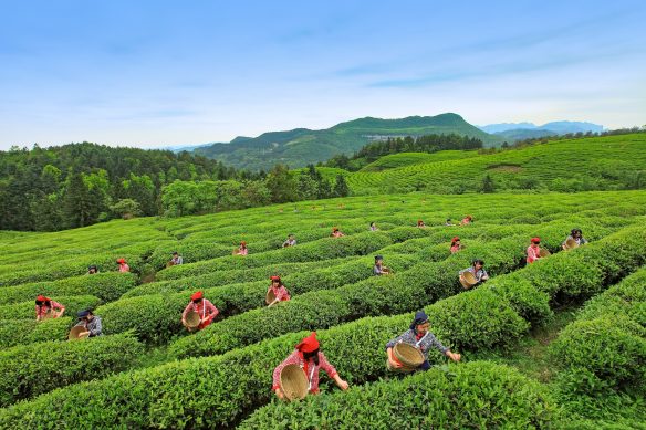 Teeplantage in Wulong