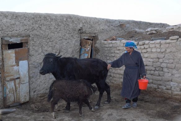 Die Schuldirektorin mit ihren Yaks © Waltraud Grunow