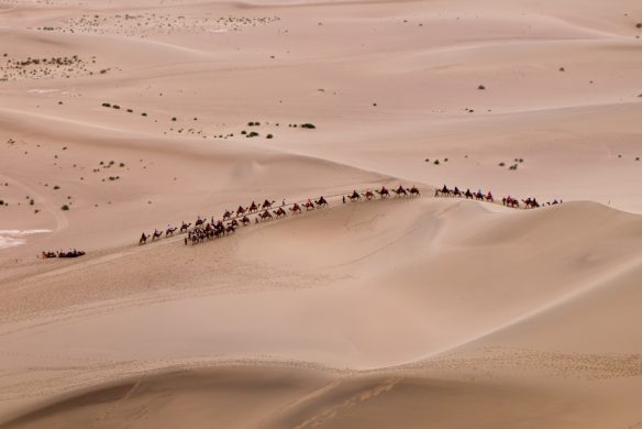 auf dem Rücken der Kamele die Wüste erkunden