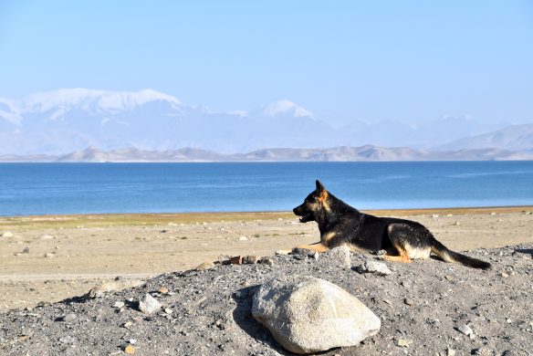 Der freundliche Hund, der unsere Reisenden zum See begleitete © Waltraud Grunow