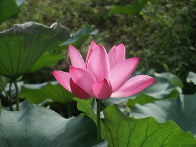 blog-it-image-
