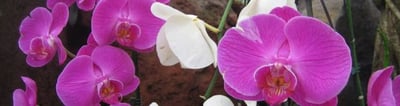 blog-it-image-