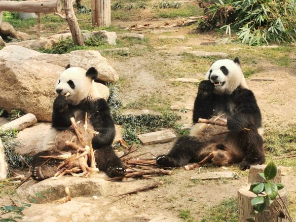 Das Nationaltier im Reich der Mitte: der Große Panda 