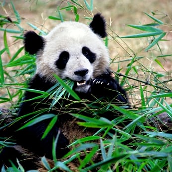 Der Große Panda beim Fressen