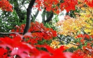 Rote Blätter Fest in den Xiangshanbergen