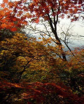 Amberbaum im Herbst