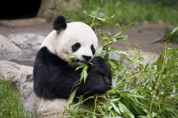 Gutes Essen für Pandas? Klar, Bambus!