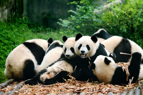 Der Große Panda – Highlight im chinesischen Tierreich