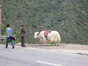 Tierische Pause - ein Yak am Straßenrand