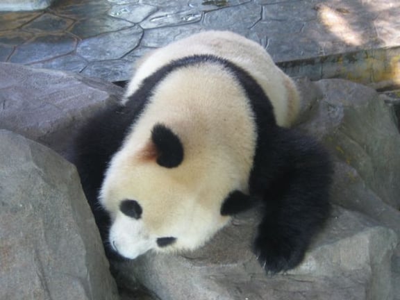 Ob der Panda auch Kung-Fu kann...