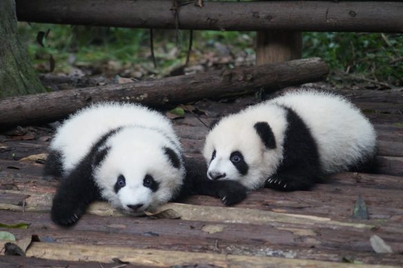 Im Herbst warten die Panda-Babys
