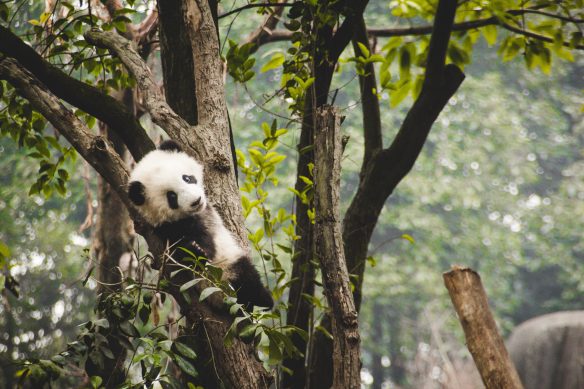 Pandas zu beobachten, ist die beste Entspannung