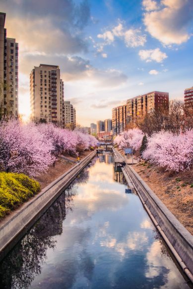 Beijing mit Kirschblüte